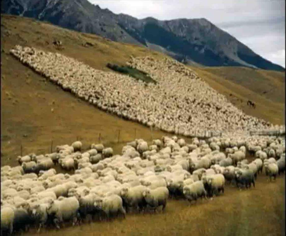 Δηλώσεις βοσκής